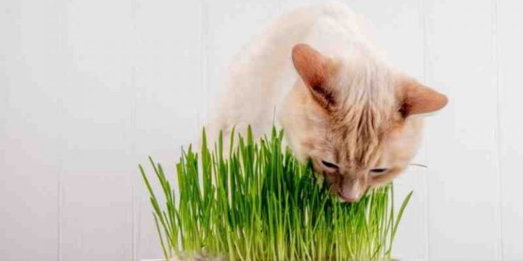 Comment donner de l'herbe à chat ?