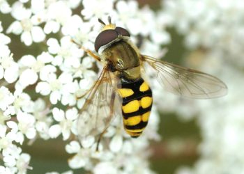 Quel est l'animal mâle qui accouche ?