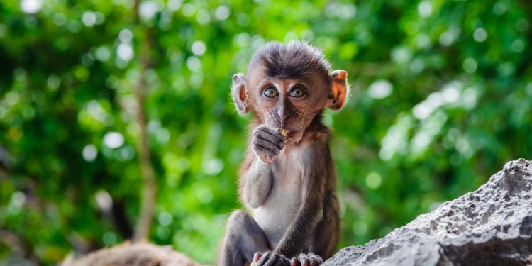 Quels sont les plus grands singes du monde ?