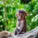 Quels sont les plus grands singes du monde ?