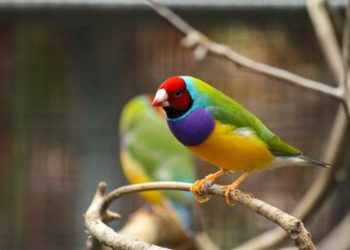 Quel oiseau margote ?