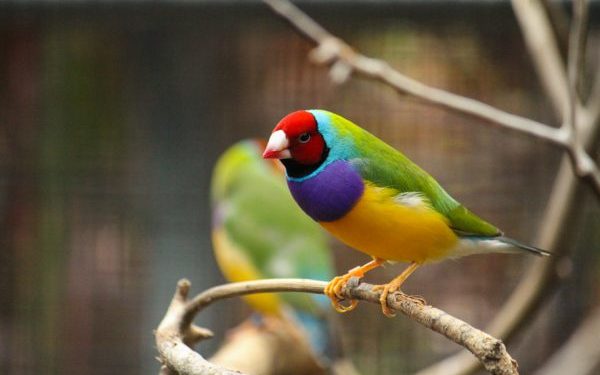 Quel oiseau margote ?