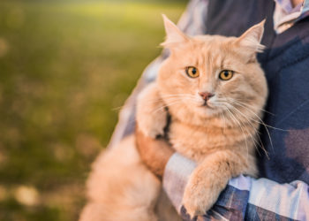 Pourquoi donner de la cortisone à un chat ?