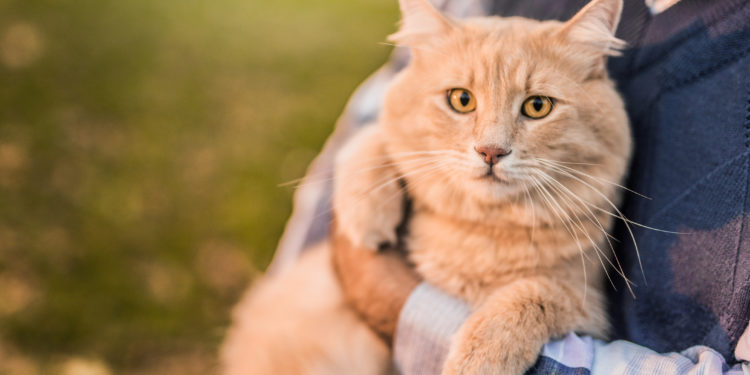 Pourquoi donner de la cortisone à un chat ?