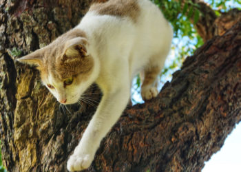 Comment savoir si un chat est depressif ?