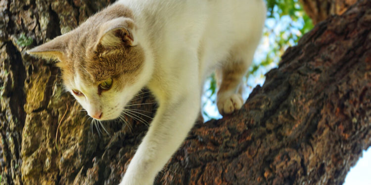Comment savoir si un chat est depressif ?