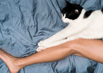 Pourquoi mon chat me répond quand je lui parle ?