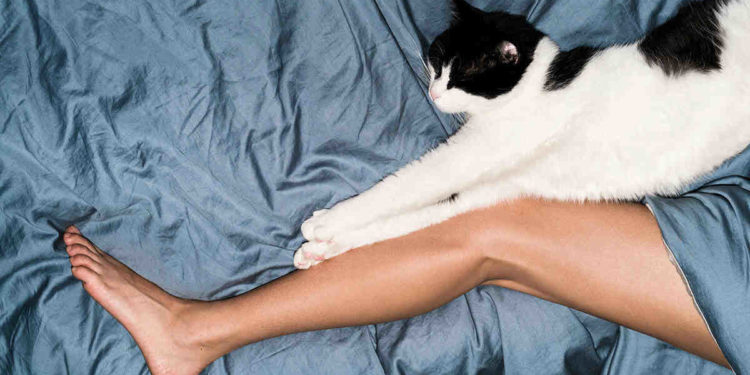 Pourquoi mon chat me répond quand je lui parle ?