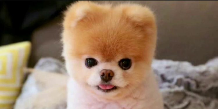 Quel est le plus beau chien du monde 2020 ?