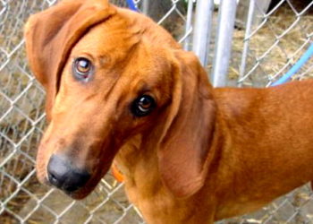 Pourquoi les chien bouge la tête de gauche à droite ?