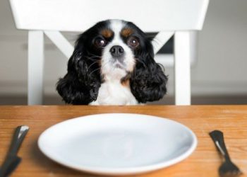 Quel fruit ne pas donner à un chien ?