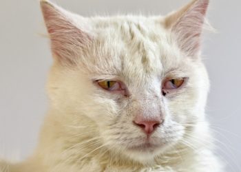 Comment aider mon chat en fin de vie ?