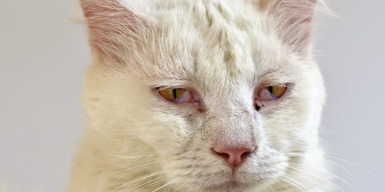 Comment aider mon chat en fin de vie ?