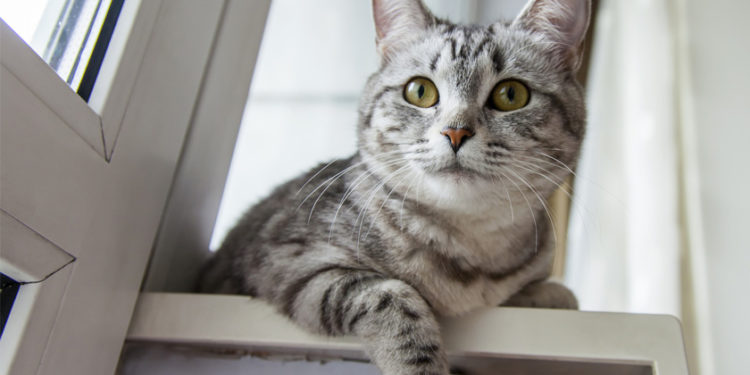 Comment faire pour que mon chat reste à la maison ?