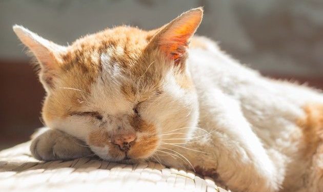 Comment s'occuper d'un chat qui vit dehors ?