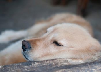 Comment savoir si mon chien vieillit ?