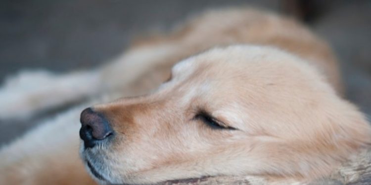 Comment savoir si mon chien vieillit ?