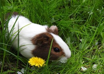Est-ce qu'un cochon d'Inde a des chaleurs ?