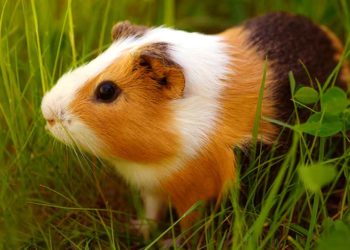 Quelle est la plus belle race de cochon d'Inde ?