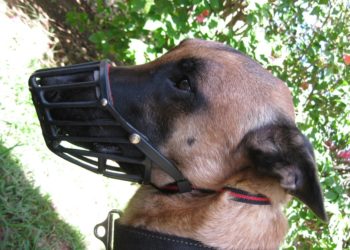 Est-ce que le malinois doit porter une muselière ?