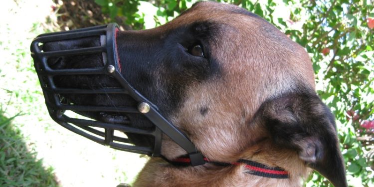 Est-ce que le malinois doit porter une muselière ?
