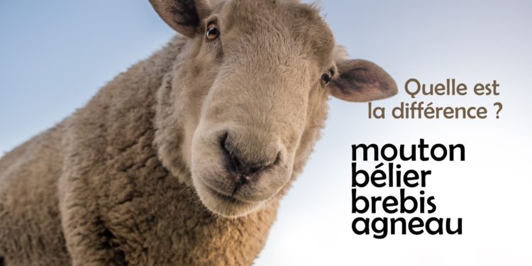 Quel est le nom de la femelle du Bélier ?