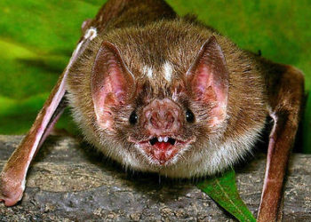 Est-ce que les Chauves-souris attaquent les humains ?