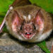 Est-ce que les Chauves-souris attaquent les humains ?