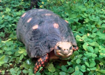 Est-ce que les tortues mangent des champignons ?