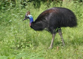 Quels sont les oiseaux qui ne volent pas ?