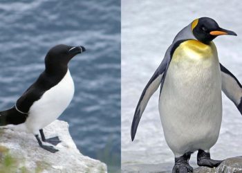 Quelle est la différence entre le pingouin et le manchot ?