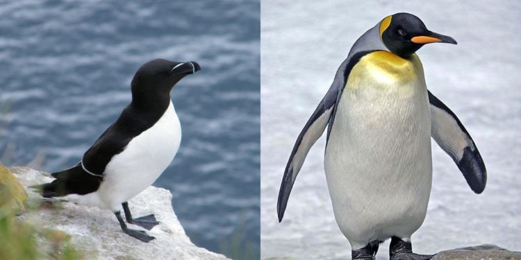 Quelle est la différence entre le pingouin et le manchot ?
