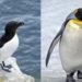 Quelle est la différence entre le pingouin et le manchot ?