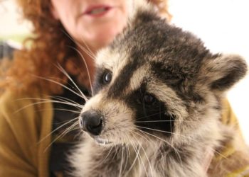 Est-ce légal d'avoir un raton laveur en France ?