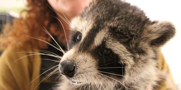 Est-ce légal d'avoir un raton laveur en France ?