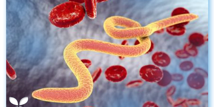 Comment se débarrasser des vers intestinaux naturellement ?