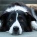 Comment sont les oreilles du Border Collie ?