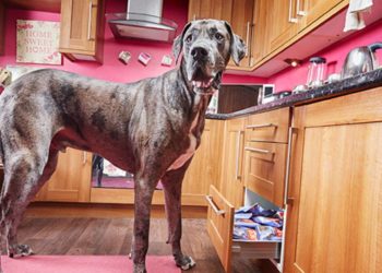 Quel est le chien le plus obéissant ?