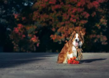 Quelle maladie peut avoir un Border Collie ?