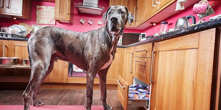 Quel est le chien le plus obéissant ?