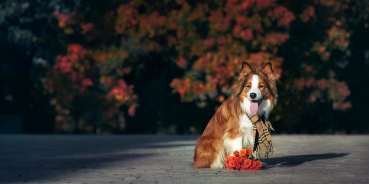 Quelle maladie peut avoir un Border Collie ?
