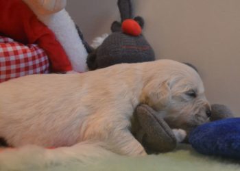 Quel poids pour un chiot golden de 4 mois ?