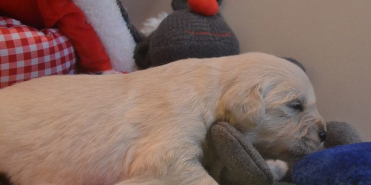 Quel poids pour un chiot golden de 4 mois ?