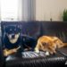 Est-ce que le Shiba Inu peut rester seul ?