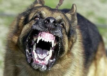 Est-ce que le Border Collie aboie beaucoup ?