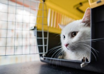 Est-ce qu'un chat peut dormir dehors ?