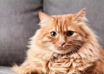 Quand faire stériliser un chat mâle ?