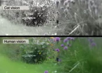 Comment le chat voit l'humain ?