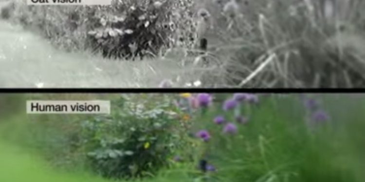 Comment le chat voit l'humain ?