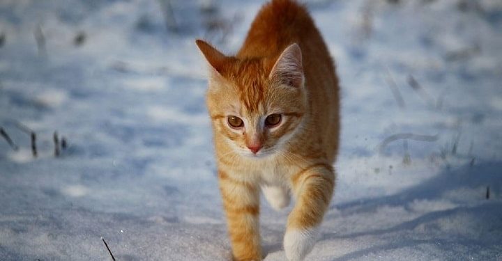 Est-ce que les chats ont froid la nuit dehors ?